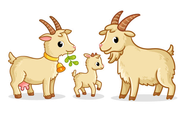 Ilustrasi Kambing